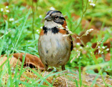 Sparrow Rufous-collared 2591