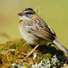 Sparrow Rufous-collared 1265