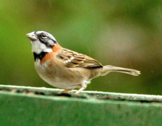 Sparrow Rufous-collared 1547