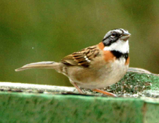 Sparrow Rufous-collared 1553