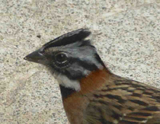 Sparrow Rufous-collared 0697