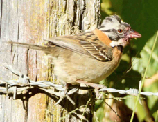 Sparrow Rufous-collared 0968