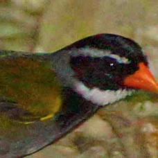 Sparrow Orange-billed 3324
