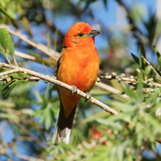 Tanager Flame-colored 0534