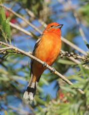 Tanager Flame-colored 0549