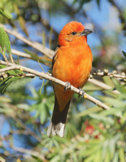 Tanager Flame-colored 0532