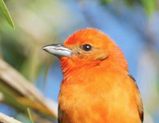 Tanager Flame-colored 0558