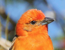 Tanager Flame-colored 0533