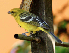 Tanager Flame-colored female 1663