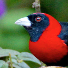 Tanager Crimson-collared 9851