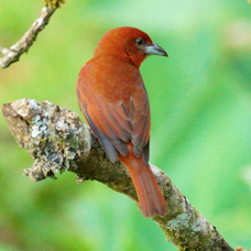 Tanager Hepatic male 3964