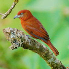 Tanager Hepatic male 3966