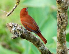 Tanager Hepatic male 43955