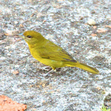 Tanager Hepatic female 3978