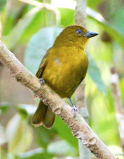 Tanager Hepatic female