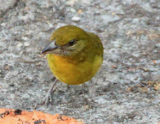 Tanager Hepatic female 3984