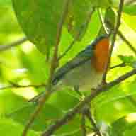 Warbler Flame-throated 1386 192 