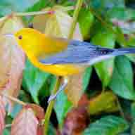 Warbler Prothonotary 3413 192