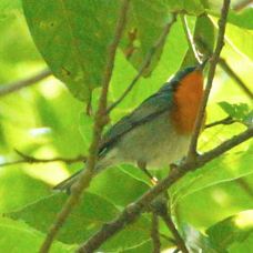 Warbler Flame-throated 1386