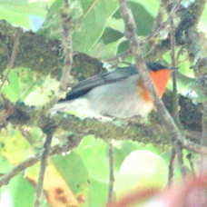 Warbler Flame-throated 1400