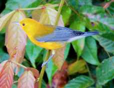 Warbler Prothonotary 3413