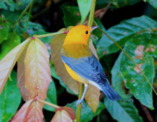Warbler Prothonotary 3416
