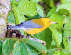 Warbler Prothonotary 3425