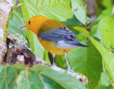 Warbler Prothonotary 3428
