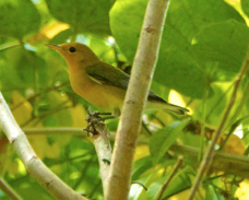 Prothonotary Warbler 2721