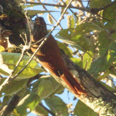Woodcreeper Spotted 6673