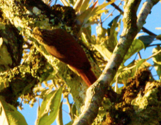 Woodcreeper Spotted 6664