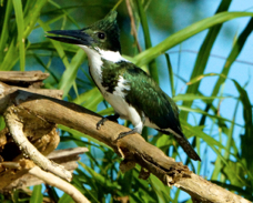 Amazon Kingfisher 2245