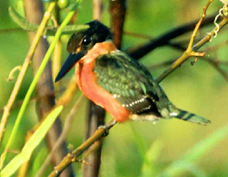 Kingfisher American Pygmy 3222