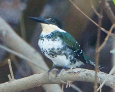 Green Kingfisher female 2525