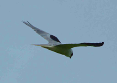 Kite Black-shouldered 2568