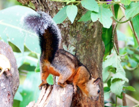 Squirrel Variagated 9729