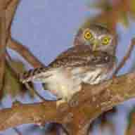 Owl Ferruginous Pygmy 6733 192