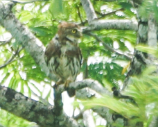 Pygmy Owl-190