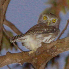Owl Ferruginous Pygmy 6733