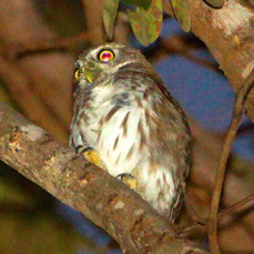 Owl Ferruginous Pygmy 6731