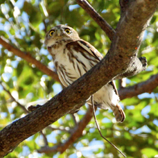 Owl Ferruginous Pygmy 7960