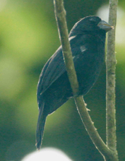 Seed-Finch Thick-billed 3632