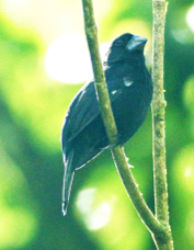 Seed-Finch Thick-billed 3581