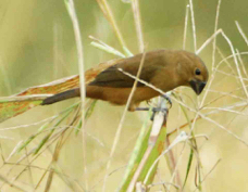 Seedfinch Thick-billed female 4433