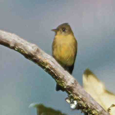 Pewee Ochracous 2799