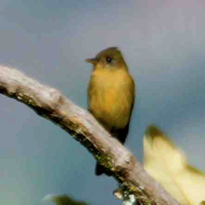 Pewee Ochracous 2795