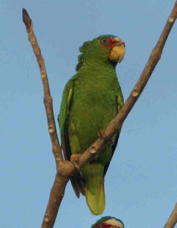 Parrot White-fronted 6653