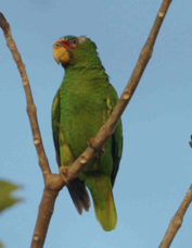 Parrot White-fronted 6656