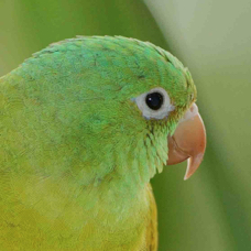 Parakeet Orange-chinned 2688