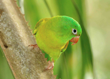 Parakeet Orange-chinned 2686
